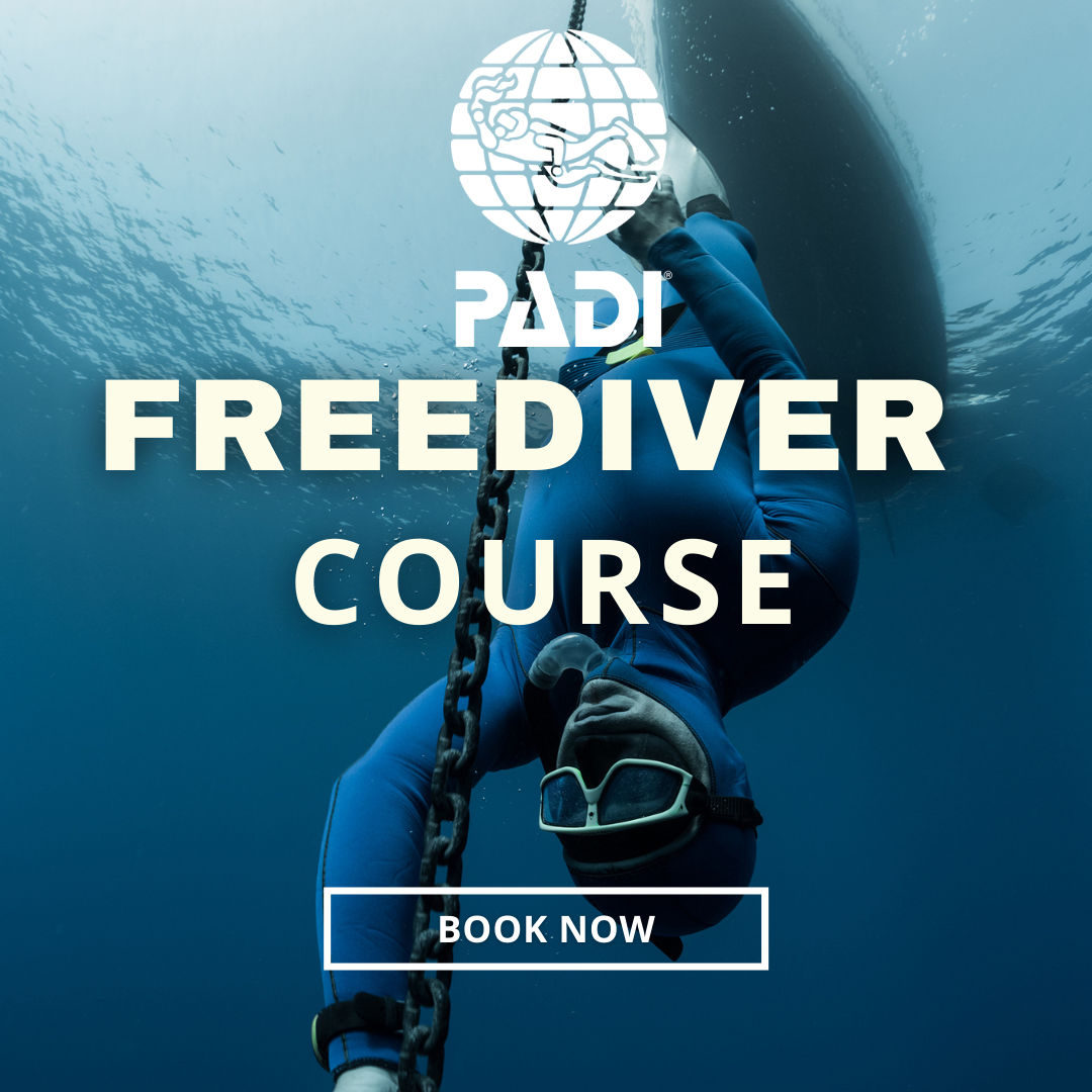 PADI Free Diver Course